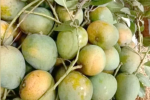 Rajshahi's famous Himsagar mango