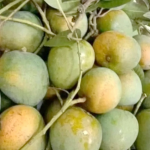 Rajshahi's famous Himsagar mango