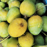 Rajshahi's famous Himsagar mango - Image 2